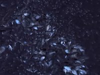 Das Sterben der Fische Bild: Das Sterben der Fische