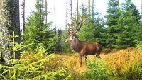 Bild: tiere
