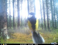 Bild: tiere
