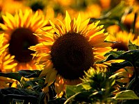 Bild: Sonnenblumen ohne Ende
