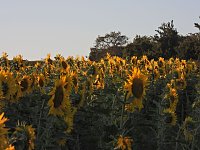 Bild: Sonnenblumen ohne Ende