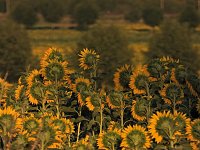 Bild: Sonnenblumen ohne Ende