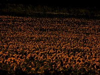 Bild: Sonnenblumen ohne Ende