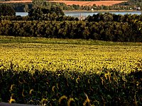 Bild: Sonnenblumen ohne Ende