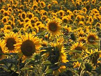 Bild: Sonnenblumen ohne Ende