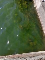 Bild: Algen an der Talsperre Kelbra