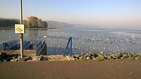 Bild: Algen an der Talsperre Kelbra