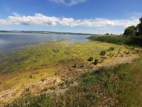 Bild: Algen an der Talsperre Kelbra