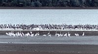 Bild: Vogelzug am Stausee Kelbra