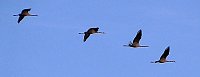 Bild: Vogelzug am Stausee Kelbra
