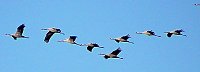 Bild: Vogelzug am Stausee Kelbra