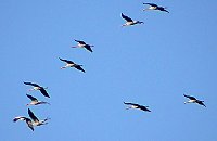 Bild: Vogelzug am Stausee Kelbra