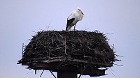 Bild: Erster Storch in der Goldenen Aue 
