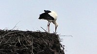 Bild: Erster Storch in der Goldenen Aue 