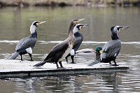 Bild: Kormorane in Nordhausen im Stadtpark 