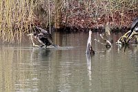 Bild: Kormorane in Nordhausen im Stadtpark 