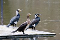 Bild: Kormorane in Nordhausen im Stadtpark 