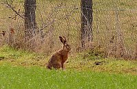 Bild: Frohe Ostern 