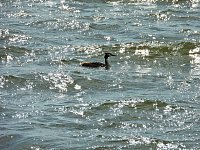 Bild: Peter Blei unterwegs am Stausee Kelbra