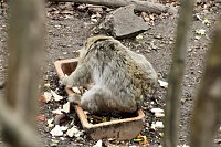 Bild: Besuch im Affenpark Strau&szlig;berg