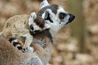 Bild: Besuch im Affenpark Strau&szlig;berg