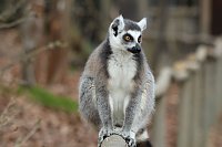 Bild: Besuch im Affenpark Strau&szlig;berg