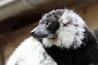 Bild: Besuch im Affenpark Strau&szlig;berg