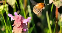 Bild: Summender Fr&uuml;hling 