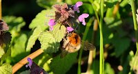 Bild: Summender Fr&uuml;hling 