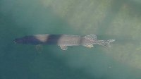 Bild: Tierische Schnappsch&uuml;sse rund um den Stausee Kelbra