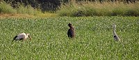 Bild: Tierische Schnappsch&uuml;sse rund um den Stausee Kelbra