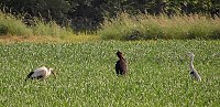 Bild: Schwarzstorch 