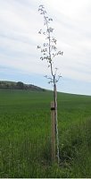 Bild: Entwendeten Baum 