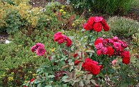 Bild: Sonnenblumenfest 