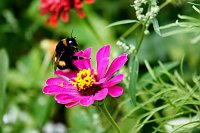 Bild: Sonnenblumenfest 