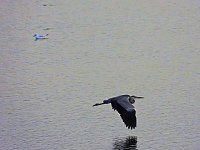 Kraniche am Stausee Kelbra Bild: Kraniche am Stausee Kelbra