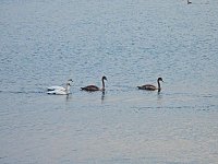 Kraniche am Stausee Kelbra Bild: Kraniche am Stausee Kelbra