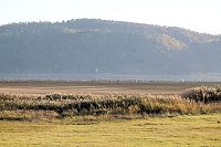 Bild: Kranichrast und Menschenauflauf