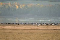 Bild: Kranichrast und Menschenauflauf