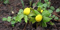 Bild: Erste Fr&uuml;hlingsboten in Kelbra