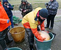 Bild: Fische umgesetzt