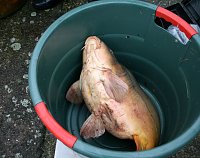 Bild: Fische umgesetzt 