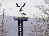 Wieder Bild: Wieder