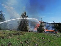 Bild: Waldbrand im Birkenmoor