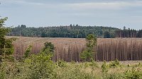 Bild: Eindr&uuml;cke aus dem Oberharz zwischen Trautenstein und Sophienhof