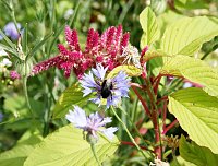 Es summt und brummt im Garten Bild: Es summt und brummt im Garten