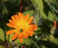 Es summt und brummt im Garten Bild: Es summt und brummt im Garten