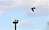 Bild: St&ouml;rche zu Gast