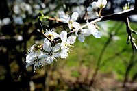Bild: Osterspaziergang im Vorharz