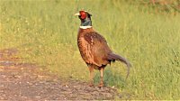 Bild: Fasan und Storch 